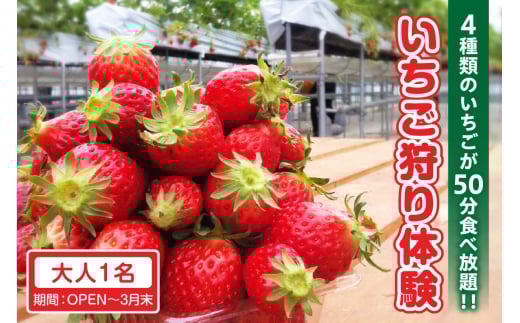 4種類のいちごが50分食べ放題！！いちご狩り体験（OPEN～3月末）【大人1名】 苺 いちご狩り 苺狩り 体験 あきひめ 紅ほっぺ ゆめのか よつぼし トッピング 持込可能 練乳 クレープ 子連れ 観光 常滑市 ふるさと納税