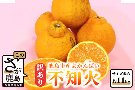 【訳アリ】【お届け日の指定不可】”よかんばい”鹿島産不知火  約11kg（箱込み：配送における傷み保証含む） B-292