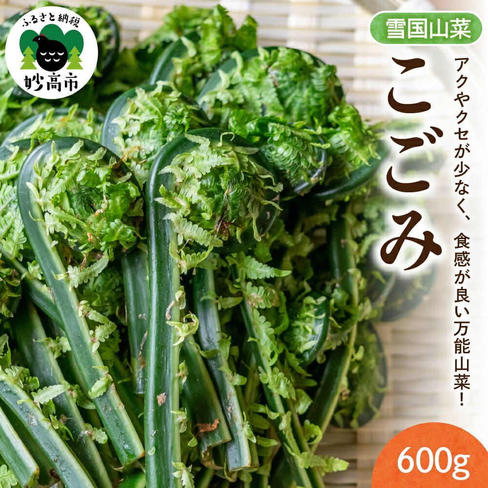 【ふるさと納税】先行予約【4月上旬より発送】雪国山菜 こごみ 300g×2パック / 採れたて 山菜 国産 新潟産 冷蔵便 コゴミ 春 天ぷら ごま和え パスタ 新潟県 妙高市