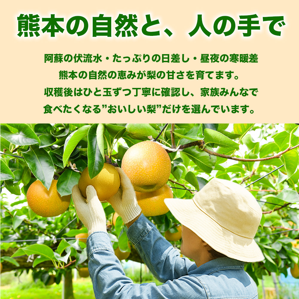 先行予約 豊水梨 約1.8kg（5~8玉） 【2026年8月上旬〜2026年8月下旬配送予定】 梨 なし 和梨 豊水 国産 熊本県 熊本 九州 産地直送 果汁 たっぷり フレッシュ 日本フルーツ