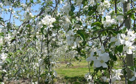 みやざわ農園　3種類のジャムと無添加りんごジュース（3種のりんご 2本）