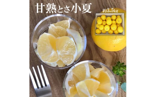 【先行予約】甘熟とさ小夏 約3.5kg 2S～2L こなつ コナツ 果物 フルーツ 柑橘 かんきつ 宿毛小夏 すくも小夏 日向夏 ニューサマーオレンジ 爽やか 甘酸っぱい 果汁 訳あり わけあり おい