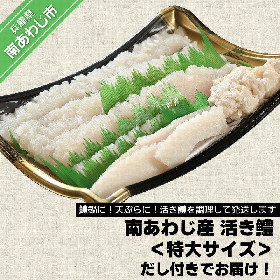 【ふるさと納税】 ふるさと納税 おすすめ ［南あわじのハモ］南あわじ産 活き鱧＜特大サイズ＞だし付きでお届け！【配送7月11日～8月31日】淡路島 魚 旬 ハモ 鱧 海鮮 海産物 魚介 魚介類 ギフト 贈答 お中元 お取り寄せ グルメ プレゼント おつまみ 国産 食品 送料無料