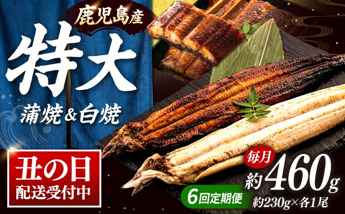 
                  全6回定期便 鹿児島産うなぎ2尾 蒲焼・白焼セット ▼うなぎ蒲焼 ウナギ 鰻 蒲焼 白焼 有頭 桂川町/山水商事 [ADAH019]
                