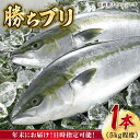 【ふるさと納税】【12/29～12/31にお届け】【着日指定必須】 養殖 勝ち ブリ 1本 ぶり ブリ 鰤 ぶりしゃぶ ブリしゃぶ しゃぶしゃぶ 海産物 魚介類 海鮮 刺身 さしみ 魚 鮮魚 国産 年末 年内配送【カミティバリュー】 [RBP053]