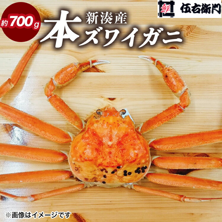 【ふるさと納税】【伍右衛門】新湊産本ズワイガニ約700g｜蟹 かに カニ かにしゃぶ カニしゃぶ 蟹しゃぶ かに鍋 ボイル 海鮮 ズワイガニ 茹でたて 新鮮 国産 富山県産 ※離島への配送不可 ※2025年11月上旬～2026年3月中旬頃 ※発送まで1か月以上かかる場合があります。