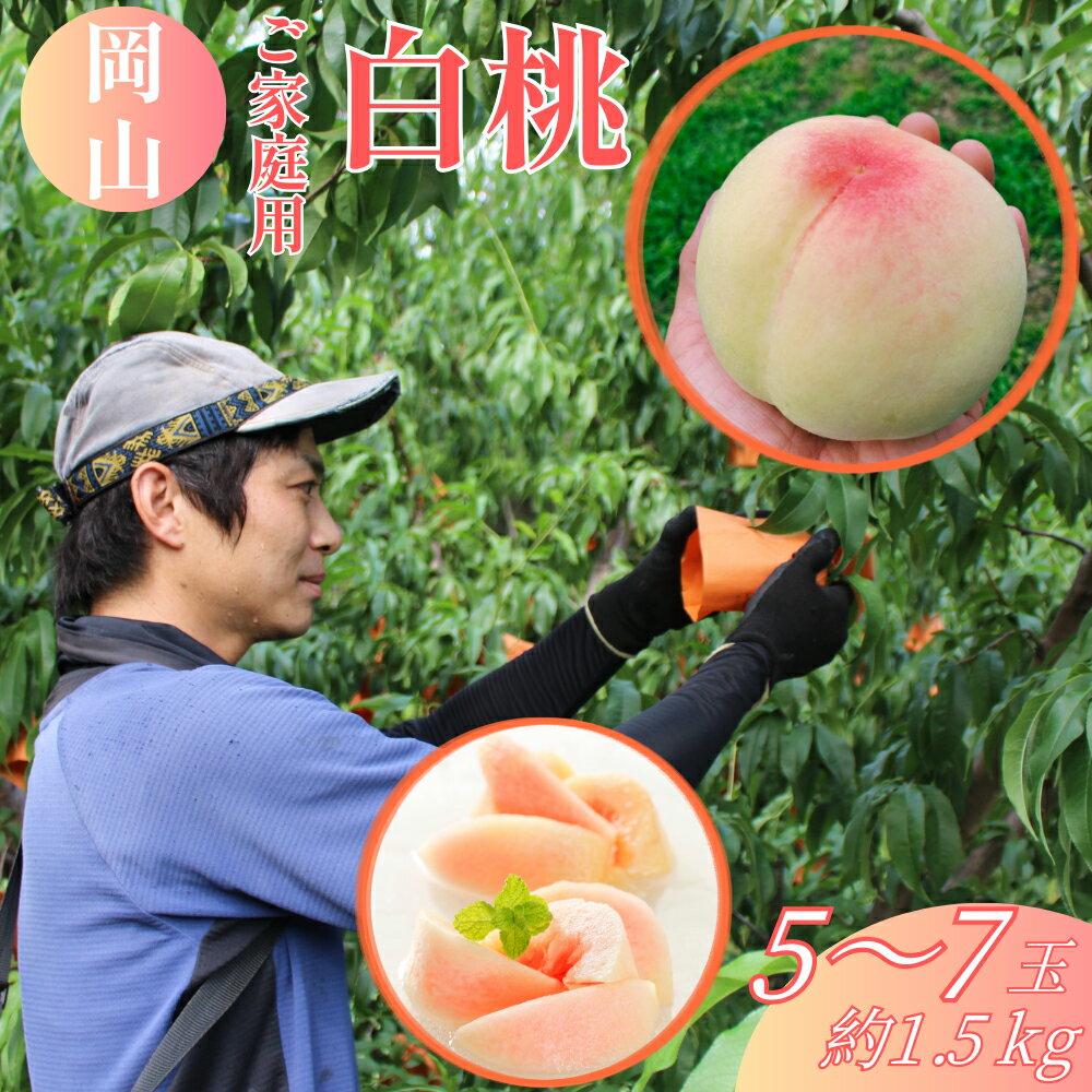 【ふるさと納税】【ご家庭用】岡山白桃 5～7玉（約1.5kg以上） 白桃 桃 もも モモ フルーツ くだもの 果物 果実 デザート 日川白鳳 加納岩白桃 早生白鳳 清水白桃 川中島白桃 瀬戸内白桃 恵白 冷蔵 岡山県産 国産 岡山県 倉敷市 送料無料 【2026年6月下旬～8月下旬発送予定】