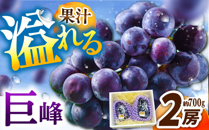 
                  フルーツ 【2026年先行予約】【8月初旬頃から順次発送】溢れる果汁がたまらない！巨峰 2房 約700g ぶどう 葡萄 果物 産直 産地直送 ブドウ 旬 甘い デザート スイーツ 農園  果汁 美味しい アレンジ 果実 人気 新鮮 贈答 くだもの こだわり 雲南 絶品 季節 旬 2房 産地直送 フルーツ ご当地 人気 おすすめ 島根県雲南市/池田ぶどう農園　 [AIAA003]

                