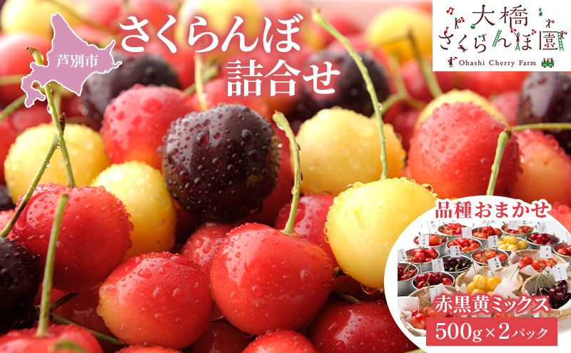 さくらんぼ 500g ×2 パック 赤黒黄ミックス 大橋さくらんぼ