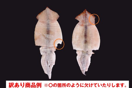 【訳あり】するめいか一夜干し 6～7枚 計900g 魚介類 いか するめいか 一夜干し 加工品 おつまみ 訳あり するめいか 【136_1988】