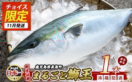 
            【チョイス限定】【先行予約 2025年11月中旬より順次発送】テレビで紹介ぶりの王様「 鰤王 」 まるごと 1本 （約4.5kg） ラウンド 先行予約 産地直送 長島町 特産品 ブランド 鰤 冷蔵 ふるさと納税 ぶり 刺身 ぶりしゃぶ ぶり大根 海鮮丼【JFA】jfa-1260-E
          