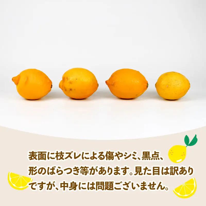 訳あり レモン 約 5kg スーパー山田屋 わけあり れもん 檸檬 レモン果汁 酸味 爽やか 果実 サワー ジュース チューハイ remon 果物 くだもの ビタミン フルーツ 柑橘 産地直送 数量限