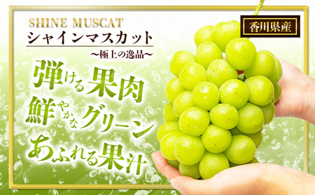 食卓応援品　瀬戸内のシャインマスカット　2房（約1.4kg）