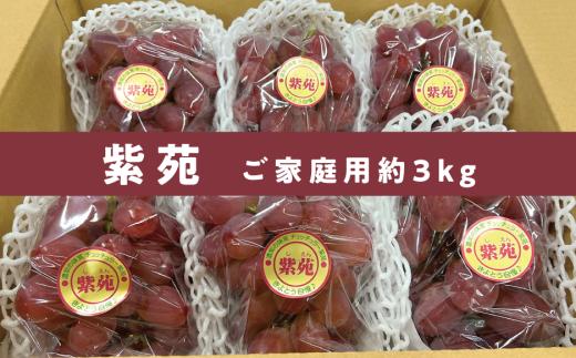 【2026年先行予約】訳あり 紫苑 /約3kg (岡山県産) 【KF-B042-02】