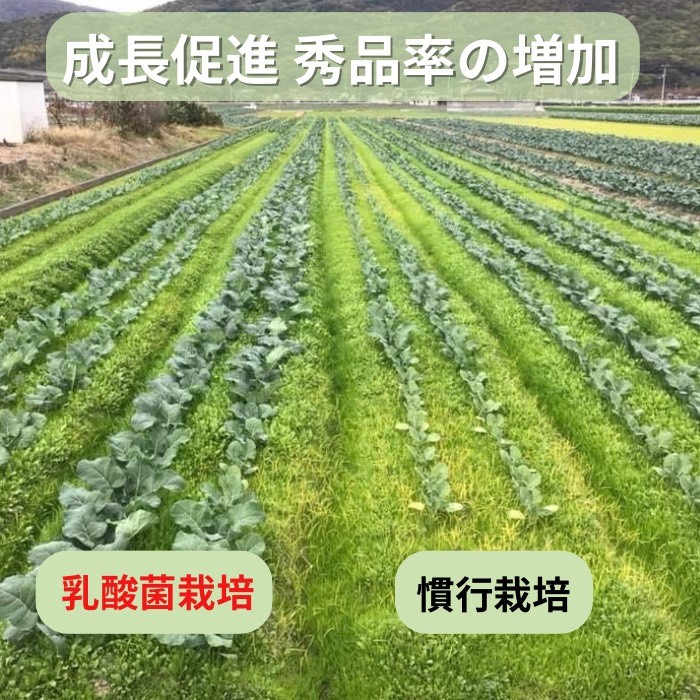 環境に優しい農業用乳酸菌 BARU乳酸菌液 10L 業務用【BARU バイオジャパン吉村株式会社】[H9904]