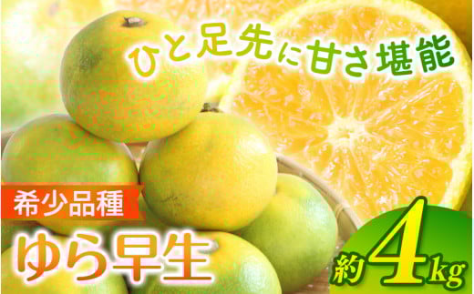 ＼光センサー選別／ 【先行予約】＼数量限定／ 希少品種 ご家庭用 ゆら早生みかん 約4kgサイズ混合【2025年10月上旬頃より順次発送】/ みかん ミカン 和歌山県 柑橘 早生 甘い 蜜柑 フルーツ 果物 くだもの 食品  産地直送  ご家庭用 ゆら早生 早生みかん【nuk162A】