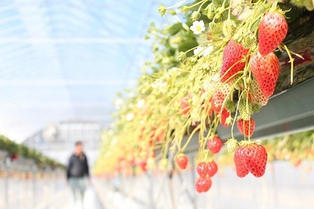 ≪数量限定≫ あきひめ スーパープレミアム 9個 (特大3個入り×3パック) 【2026年1月以降発送予定】 京都 丹波高原育ちの苺 京丹波町産 章姫 完熟 いちご 甘さ抜群 サイズ大 ビッグ 大粒