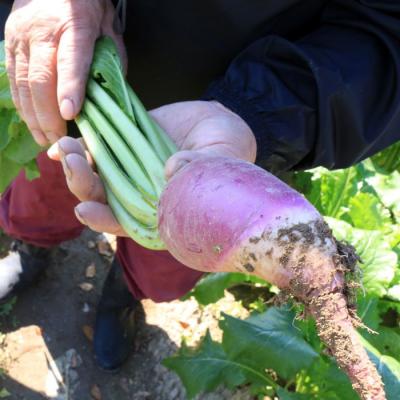 ふるさと納税 出雲市 【11月〜1月中旬限定!】出雲漬物おすすめ6品セット |  | 03