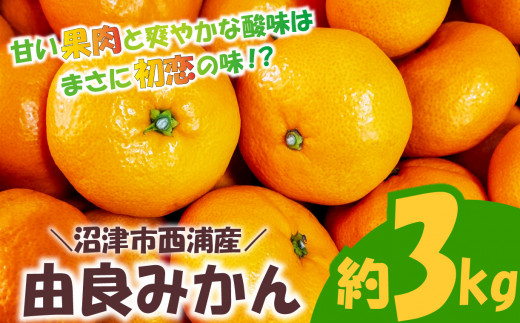 【予約受付】由良 みかん 3kg 産地直送 柑橘 フルーツ 果物 蜜柑 中玉 時期 旬 季節限定 西浦 おいしい 優品 丸榮 国産 静岡 沼津