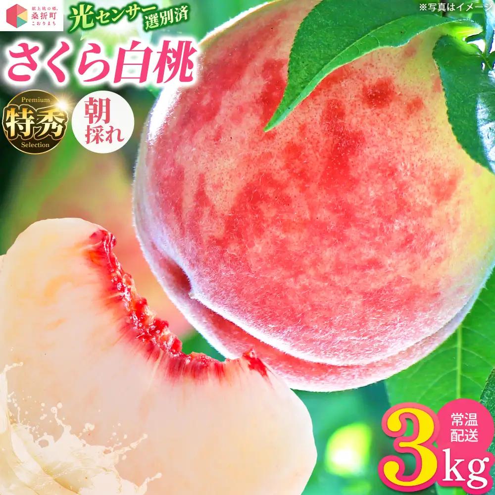 もも【さくら白桃・2027年産先行予約】特秀　3kg　桑折町産　JAふくしま未来　桃 ／ もも モモ 果物 白桃 さくら白桃 桃 フルーツ 旬の果物 特秀品 高品質 果汁たっぷり やわらかい 甘い果物 夏ギフト お取り寄せフルーツ 家庭用 贈答用 季節限定 新鮮フルーツ 福島県 特産品 献上桃の郷 【07301-0171】