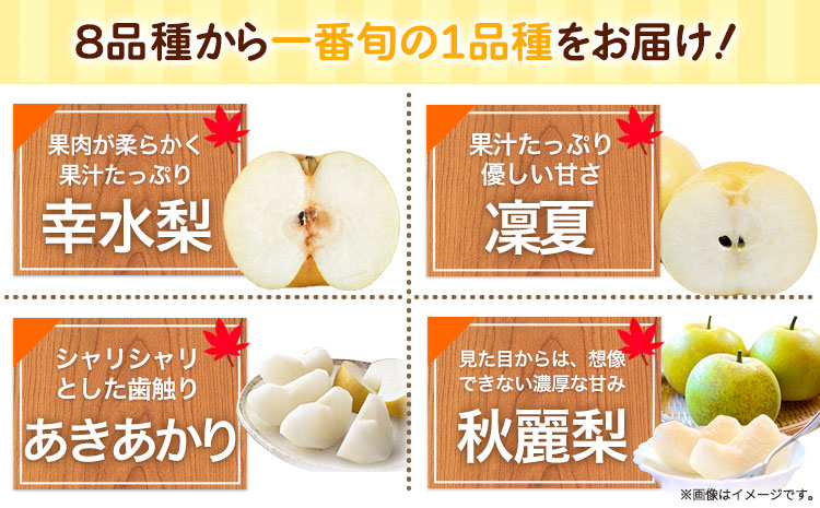 梨 完熟梨 和梨 なし フルーツ 果物 旬 秋 ( 幸水 凛夏 あきあかり 秋麗 あきづき 豊華 新高 新興 のいずれか) 約4.5~ 5kg (8～14玉) 熊本県長洲町産 竹下果樹園《8月中旬-1