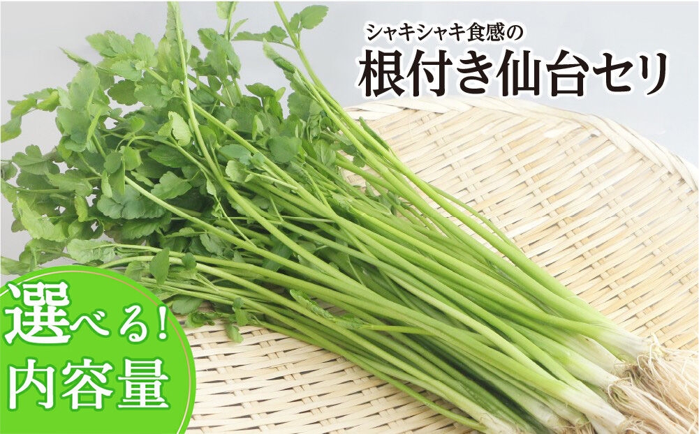 
                  【期間限定】シャキシャキ食感の根付き仙台セリ【選べる種類 2～10人前】 [せり 仙台名物 セリ 野菜 鍋にどうぞ]
                