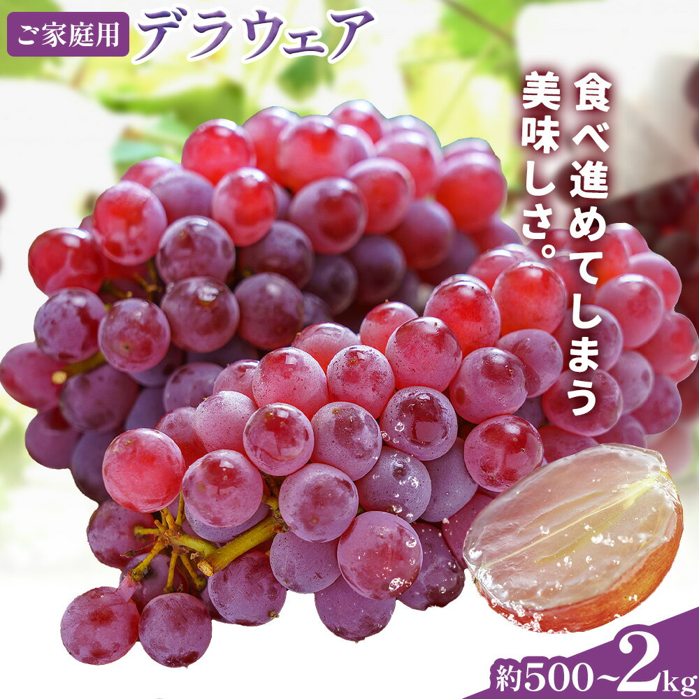 【ふるさと納税】甘い夏の果物 ご家庭用 デラウェア 選べる 約 500g 2kg 株式会社シグマサポート《8月上旬-8月下旬頃出荷》三重県 東員町 ぶどう 葡萄 小粒 ブドウ 送料無料