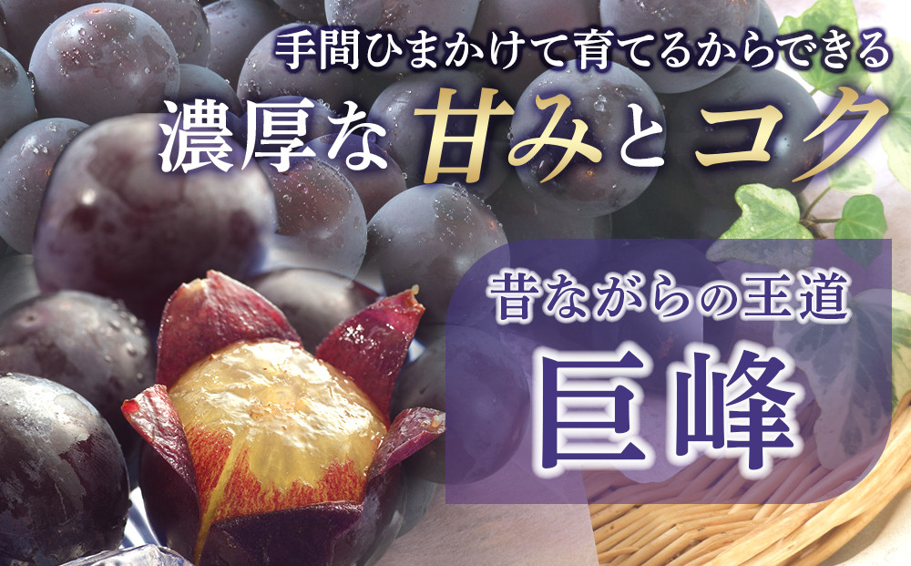 先行予約 和歌山 有田産 2色 ぶどう 詰め合わせ 巨峰 マスカットオブアレキサンドリア 【2025年8月中旬以降発送】