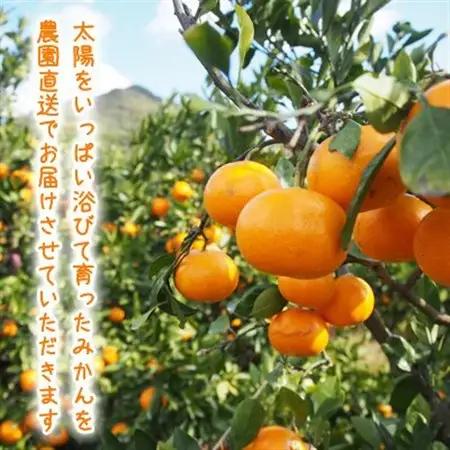 【2026年12月～2027年1月発送】濃厚完熟 木成り温州みかん 小粒スイート 5kg 和歌山県産【配送不可地域：離島】【1553369】