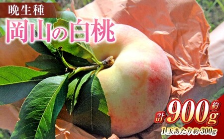 岡山の白桃 （大玉 ／ 晩生種） 3玉 （1玉約300g） 計約900g 桃 もも モモ 白桃 くだもの 果物 国産フルーツ 国産 岡山県 倉敷市  【2026年8月上旬～8月下旬発送予定】