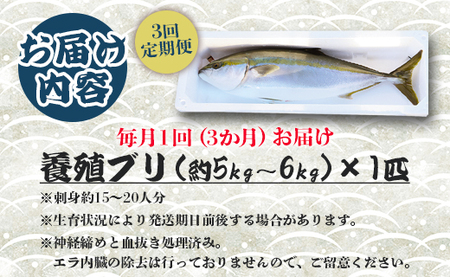 【3回定期便】「勝ブリ」 1匹(5kg～6kg) 【先行申込】 ﾘ ﾌﾞﾘ ﾌﾞﾘ ﾌﾞﾘ ﾌﾞﾘ ﾌﾞﾘ ﾌﾞﾘ ﾌﾞﾘ ﾌﾞﾘ ﾌﾞﾘ ﾌﾞﾘ ﾌﾞﾘ ﾌﾞﾘ ﾌﾞﾘ ﾌﾞﾘ ﾌﾞﾘ ﾌﾞﾘ ﾌﾞ