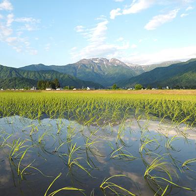 ふるさと納税 南魚沼市 【毎月定期便】南魚沼産こしひかり 玄米 5kg全6回 |  | 01