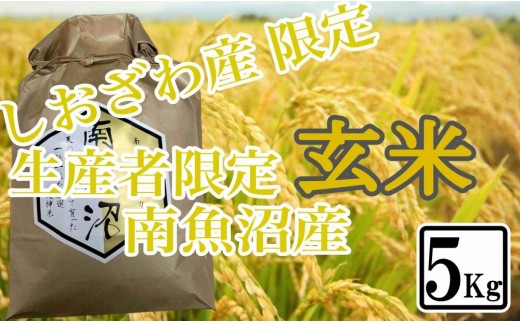 
                  【令和7年産】【5kg】玄米 しおざわ産限定 生産者限定 南魚沼産コシヒカリ【銘柄米 ブランド米 玄米 こしひかり コシヒカリ 魚沼産 新潟米 産地直送 お米 米 こめ コメ ご飯 御飯 ごはん】
                