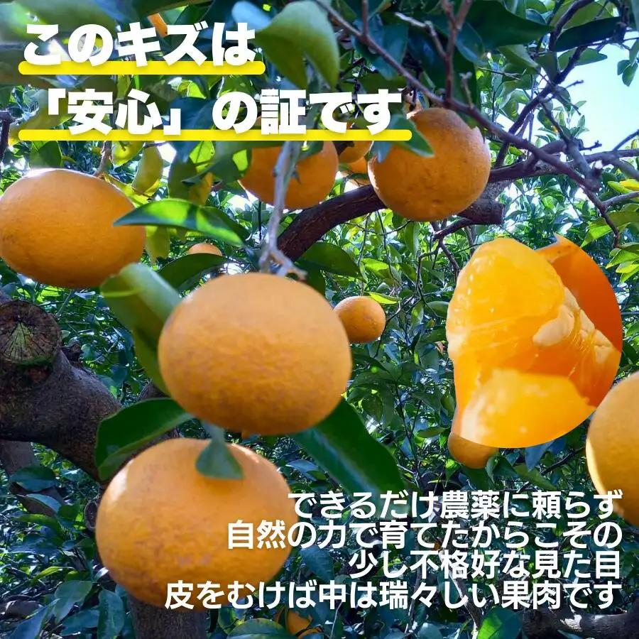 【先行予約】甘夏 8kg 訳あり 甘夏 愛なんよ