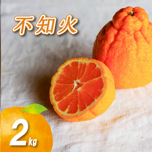【2027年2月中旬頃から順次発送】 不知火 2kg | 数量選択可 みかん ミカン 蜜柑 柑橘 数量限定 愛媛県産 松山市 中島 愛媛 ふるさと納税【NO042】