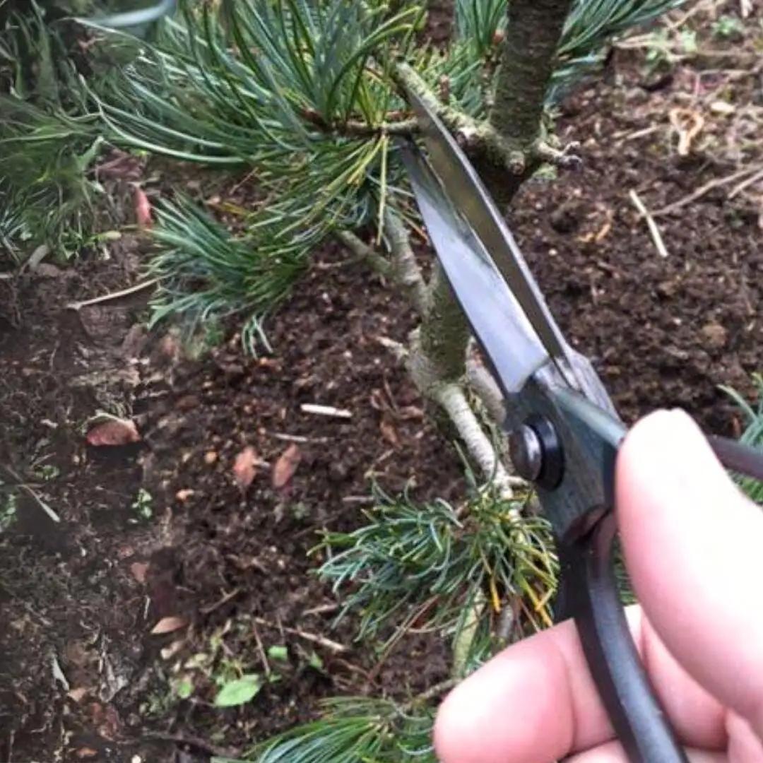 火造り鍛造 大久保鋏 燕三条製 [外山刃物] 鍛造 燕三条製 園芸 農作業 庭仕事 造園 生け花 活け花 生花 活花 ガーデニング 剪定 盆栽 プロ仕様 園芸はさみ 園芸鋏 花鋏 花はさみ 生花 宗家