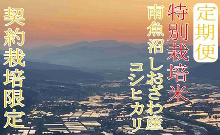 【令和7年産】※定期便：20Kg×3ヶ月※特別栽培 生産者限定  南魚沼しおざわ産コシヒカリ【2025年10月上旬より順次発送予定】