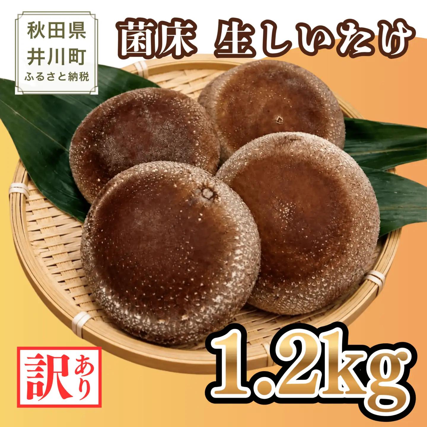 生しいたけ 1.2kg 菌床 しいたけ 訳あり