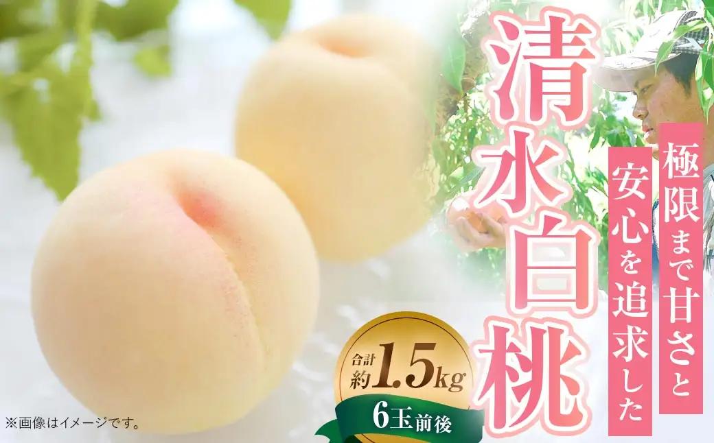 【先行予約】岡山白桃 約1.5kg（6玉前後）【2027年7月上旬～7月下旬迄順次発送予定】【もも 桃 清水白桃 白桃 果物 フルーツ 国産 人気 おすすめ 岡山県 倉敷市】