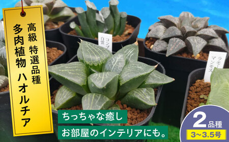 多肉植物 高級ハオルチア2品種2鉢セット 室内 植物 セット ハオルシア クリスタルプランツ 三次市/園芸王国パスタイム[APCJ007]