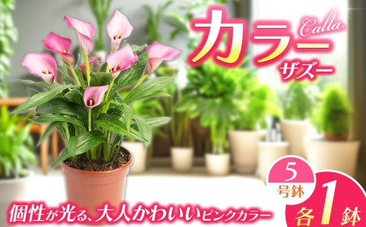 観賞用 花 カラー (5号) ザズー | 鉢植え レッドシンフォニー オレンジプライド ザズー サンクラブ ヴァージンアート 園芸 6号鉢 赤 オレンジ ピンク 黄色 白 贈り物 ギフト 室内インテリア 観葉植物 店舗装飾 送料無料 栃木県 下野市