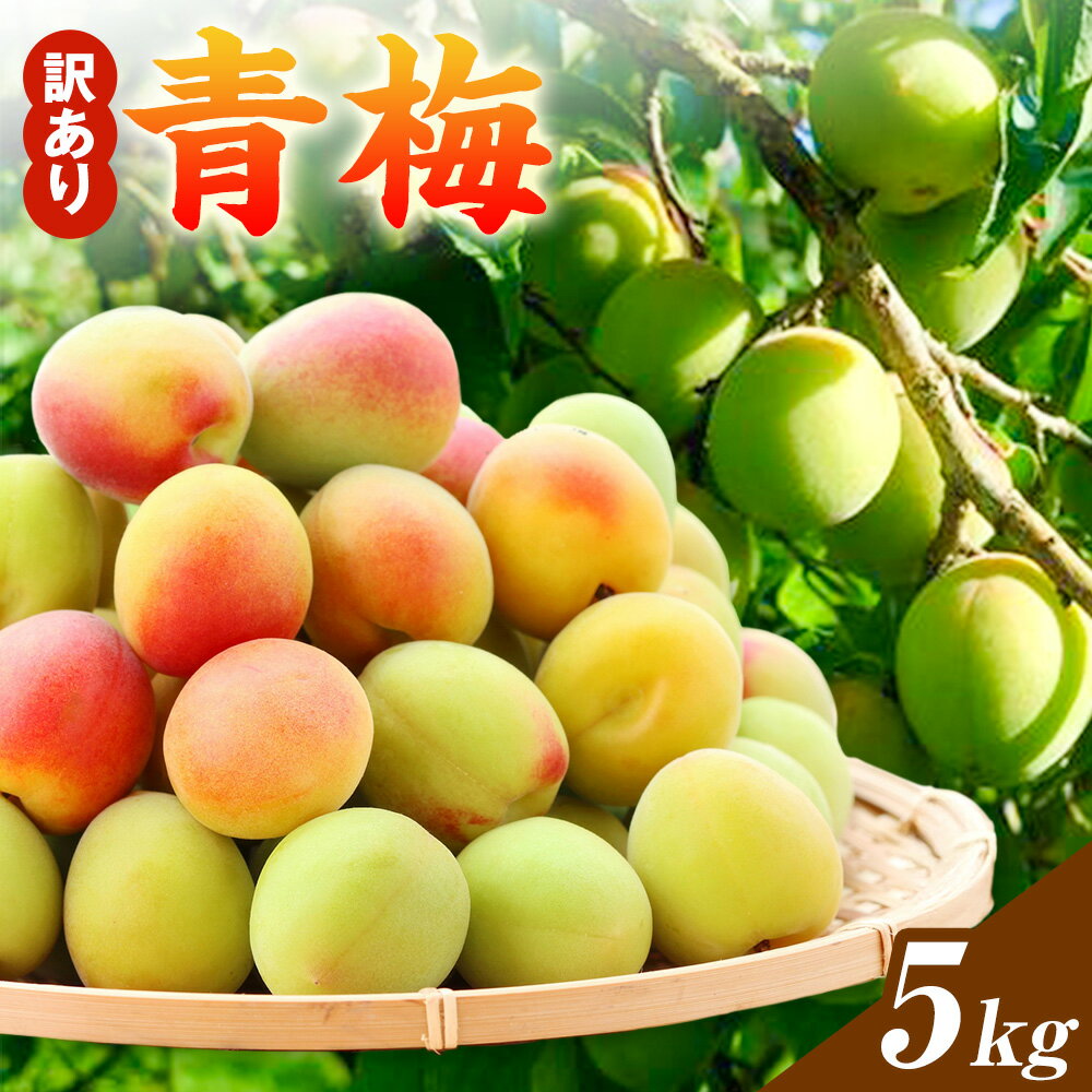 【ふるさと納税】訳あり 青梅 5kg やまもとファーム《2026年6月中旬-7月上旬頃出荷》 和歌山県 日高川町 梅 うめ ご家庭用 訳あり