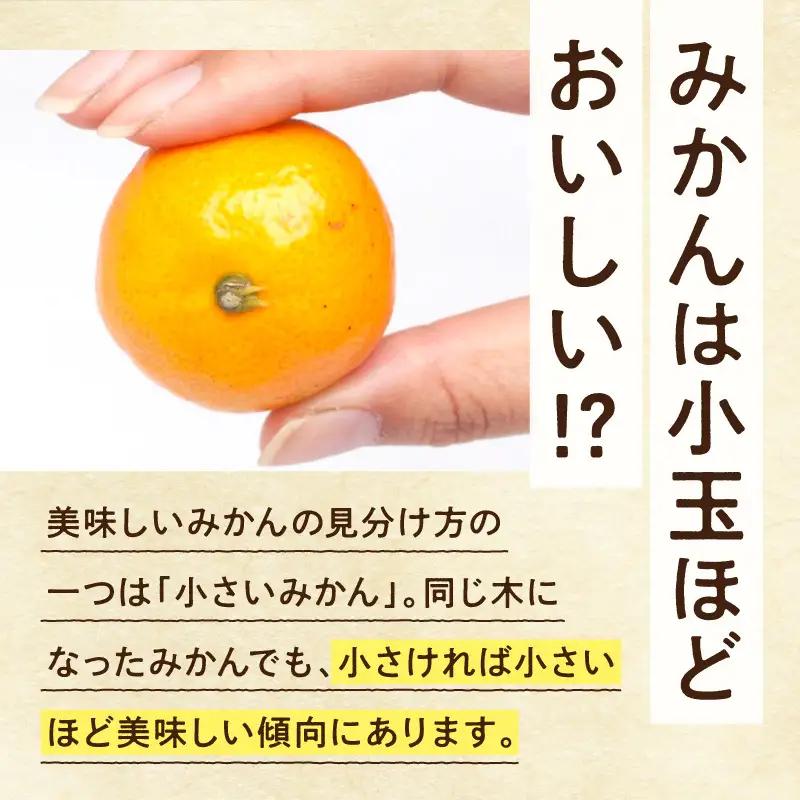 《2026年11月上旬～2027年1月上旬頃に順次発送》【2026年先行予約】家庭用 小玉な有田みかん約5kg+250g（傷み補償分）【わけあり・訳あり】【光センサー選果】_ZH7109