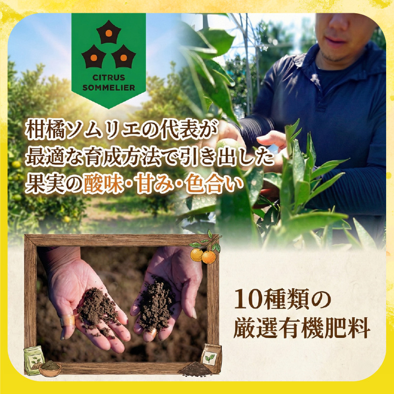 キウイフルーツ ヘイワード 2.5kg サイズ混合 家庭用 【先行予約 2026年10月下旬から発送】 | きうい 果物 キウイくだもの フルーツ おすすめ  人気 お取り寄せ グルメ ギフト 期間限