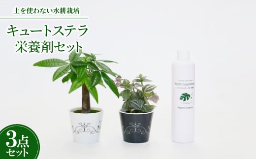
キュートステラ2個&栄養剤セット＜オススメの観葉植物でお届け＞【1404518】
