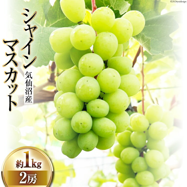 【ふるさと納税】 【期間限定発送】 ぶどう シャインマスカット 2房 (約1kg) [リアス農園 宮城県 気仙沼市 20564580] フルーツ 果物 くだもの ブドウ 葡萄 冷蔵 数量限定 期間限定