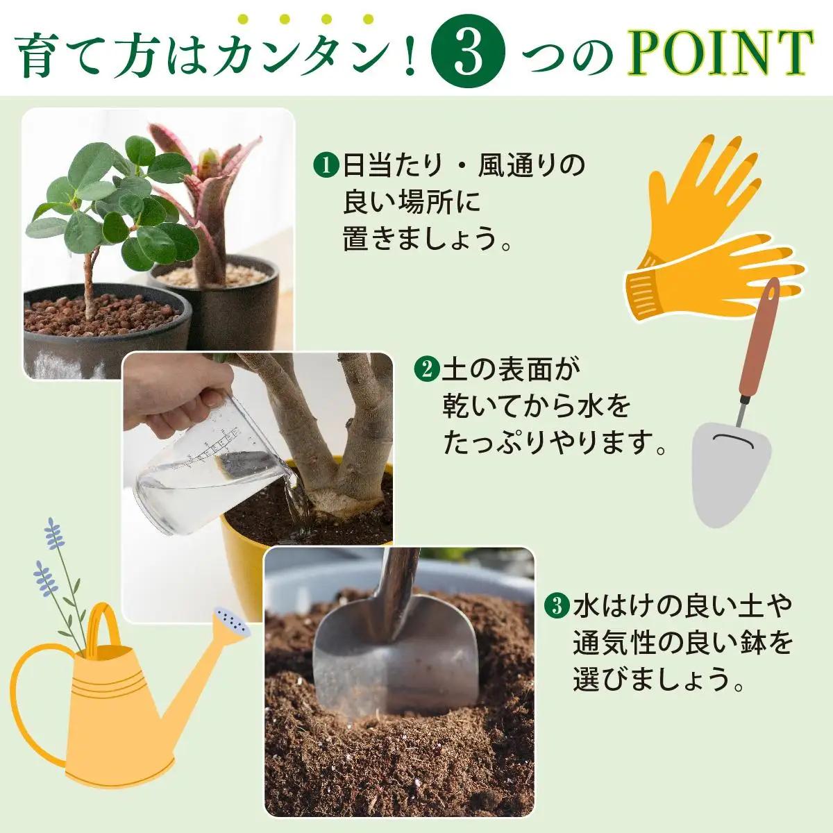 アガベ・アテナータ   
