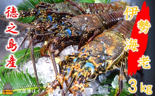 【地魚専門店 鮮魚 魚一さん直送】～徳之島獲れ！伊勢海老～（約3kg） （ 伊勢えび イセエビ 伊勢えび 伊勢エビ えび エビ 海老 鍋 ご馳走 海の幸 料理 焼き 人気 海産物 家族 正月 お祝い ）