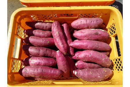 京丹後産 紅はるか 干し芋 150g×2袋 | 干し芋