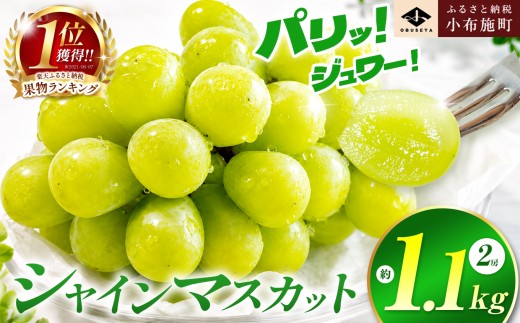 先行受付 シャインマスカット 約1.1kg 2房 ［小布施屋］ フルーツ 果物 くだもの ぶどう 葡萄 ブドウ 数量限定 クール便配送 長野県産 産地直送 先行予約 送料無料 2026年発送 令和8年産 【2026年10月上旬～11月上旬発送】［A-8b］